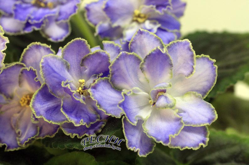 IMG_2840 (84) копия.jpg