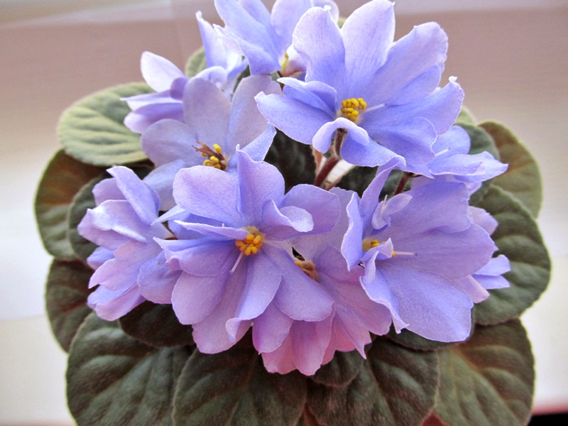 IMG_3003d.JPG