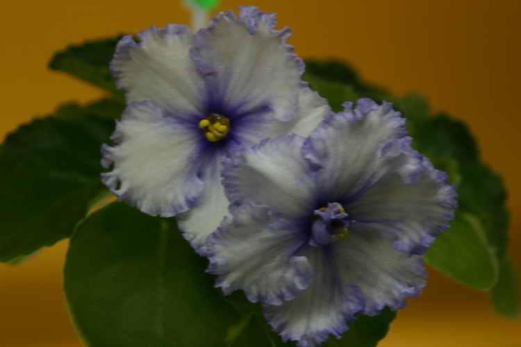 IMG_3232_новый размер.JPG