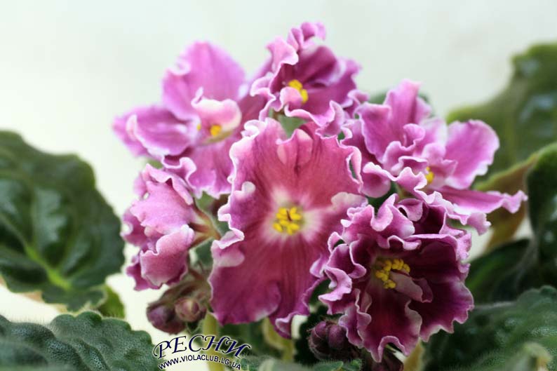 IMG_3762 копия.jpg