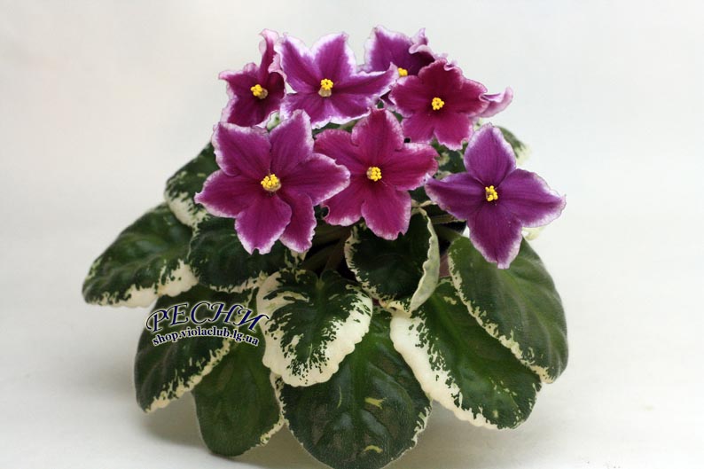 IMG_5307 копия.jpg