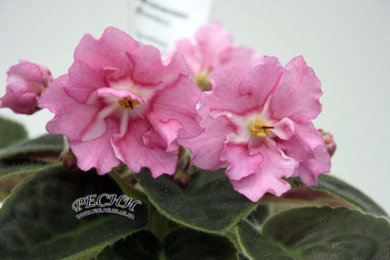 IMG_5958 копия.jpg