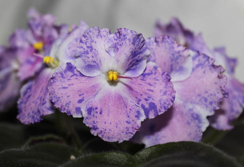 IMG_6526-500-снеж эдельвейс.jpg