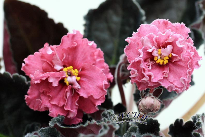 IMG_6960 копия.jpg