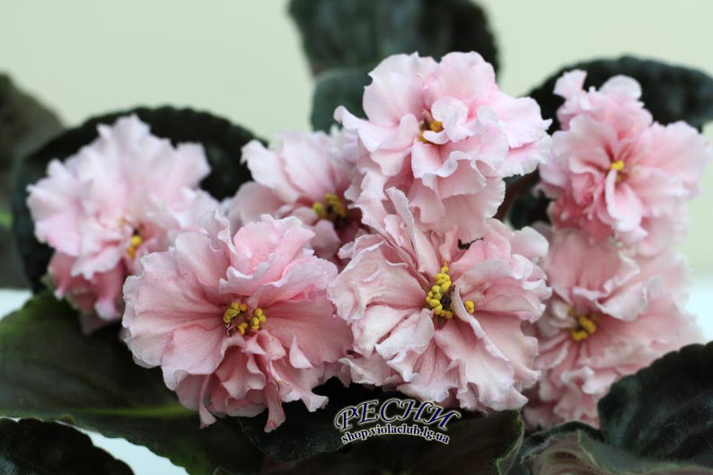 IMG_6998 копия.jpg