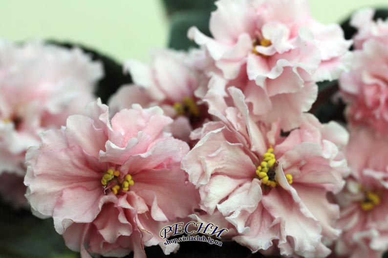 IMG_7014 копия.jpg