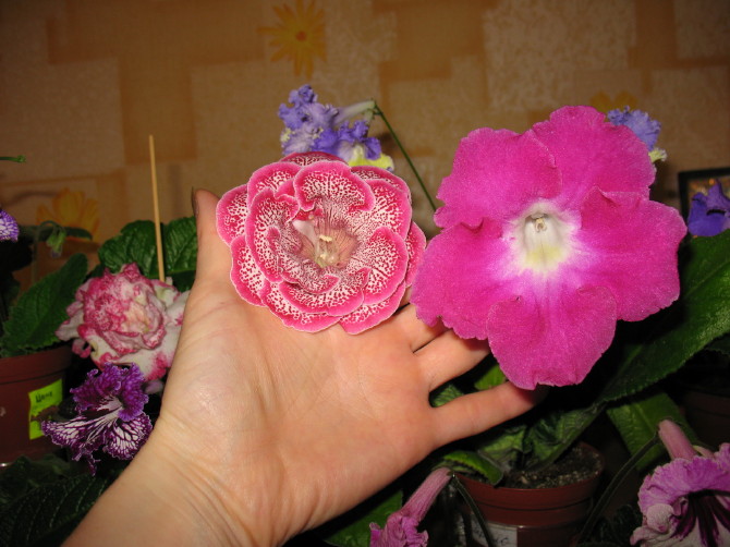 IMG_7534.JPG