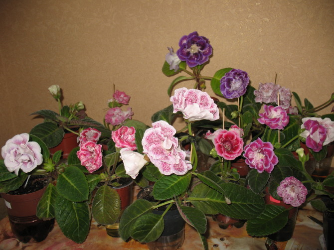 IMG_7625.JPG