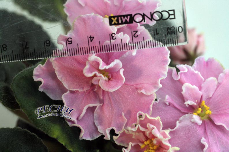 IMG_7847 (133) копия.jpg