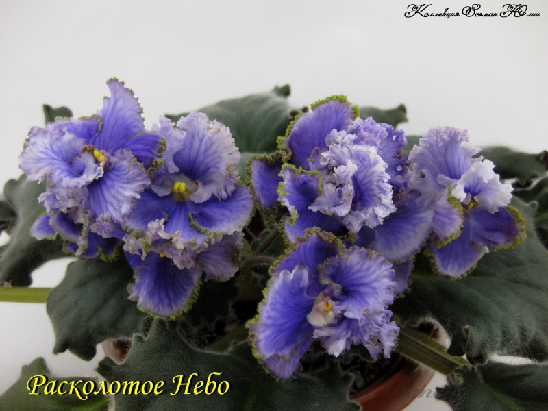 IMG_7879.JPG