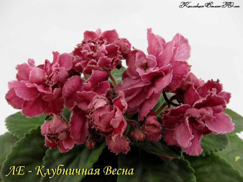 IMG_7934.JPG
