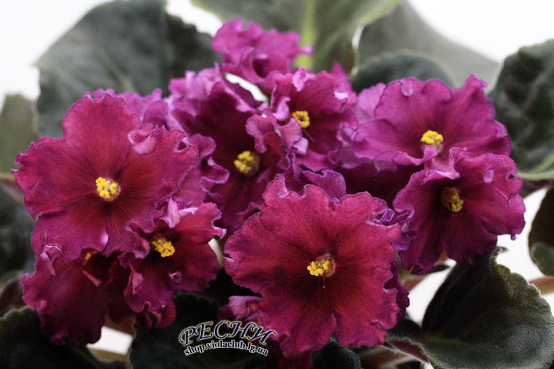 IMG_7942 (17) копия.jpg