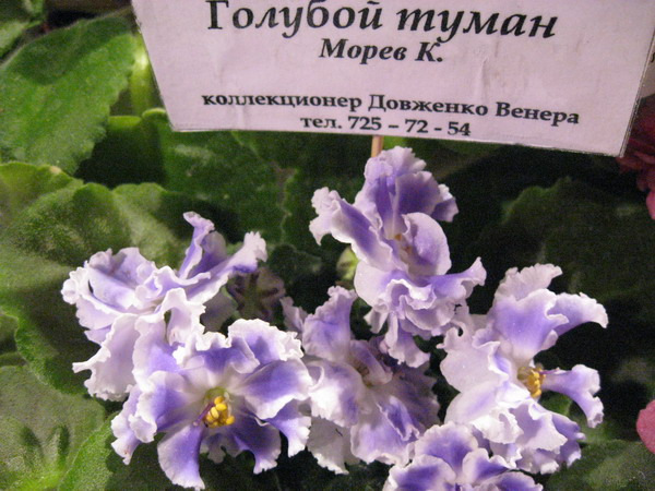IMG_7951см.jpg