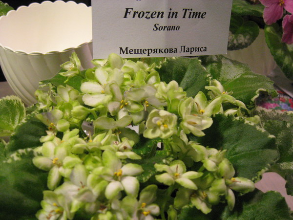 IMG_7981см.jpg