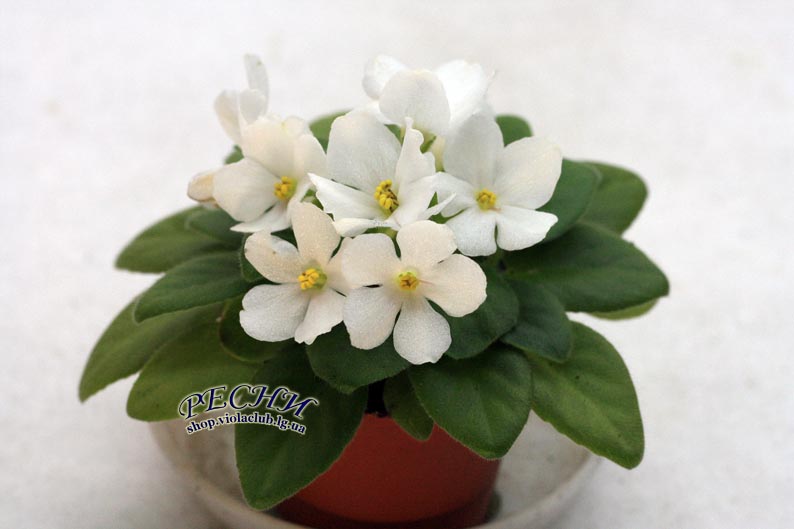 IMG_8005 копия.jpg