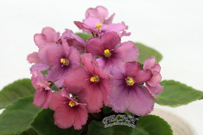 IMG_8036 (111) копия.jpg