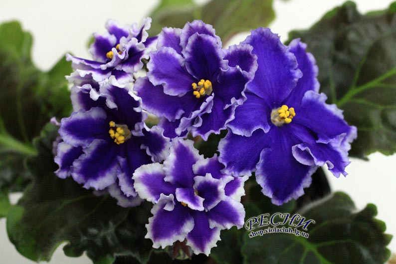 IMG_8216 копия.jpg