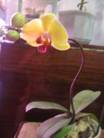 IMG_8217_338x450.jpg