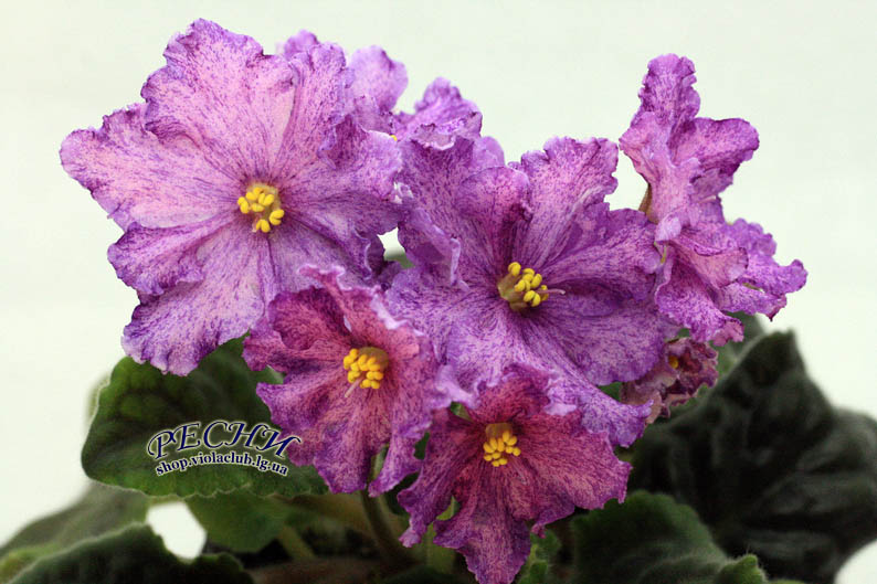 IMG_8762 (380) копия.jpg