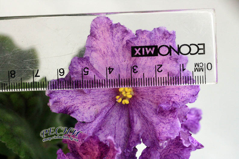 IMG_8768 (386) копия.jpg