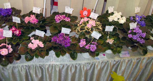 IMG_9315.jpg