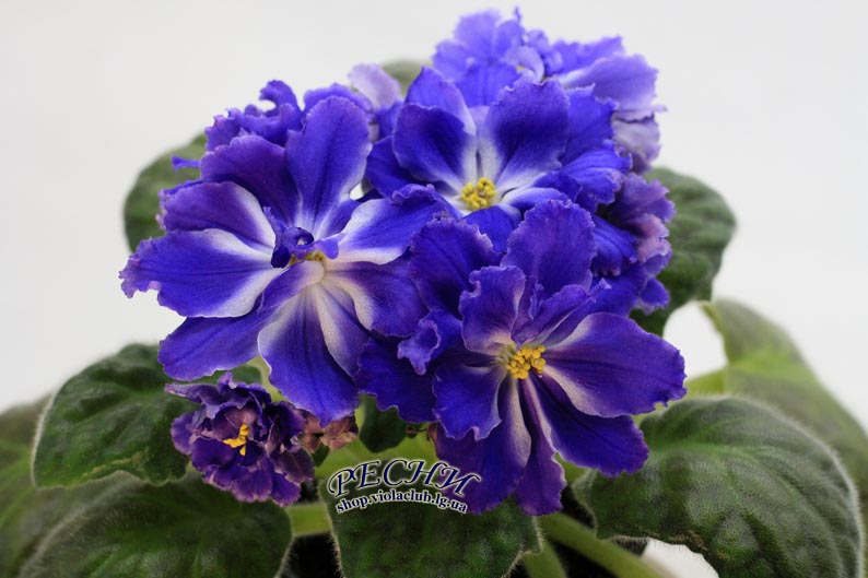 IMG_9496 (55) копия.jpg