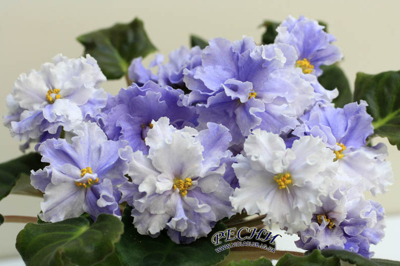 IMG_9609 копия.jpg