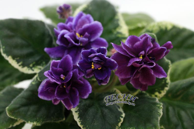 IMG_9890 копия.jpg