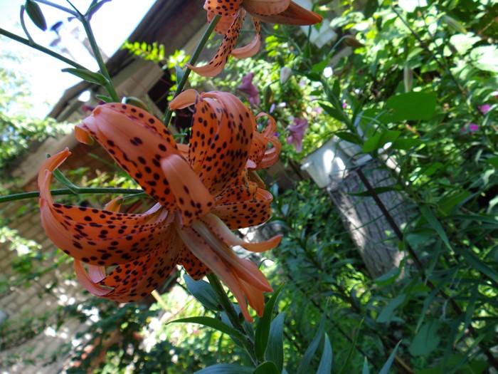 IMGP1245 Саранки.JPG