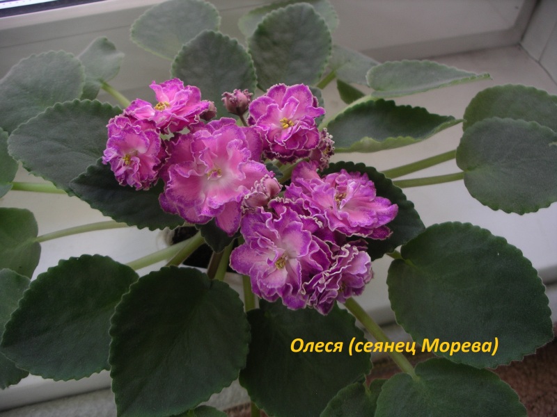IMGP125.JPG