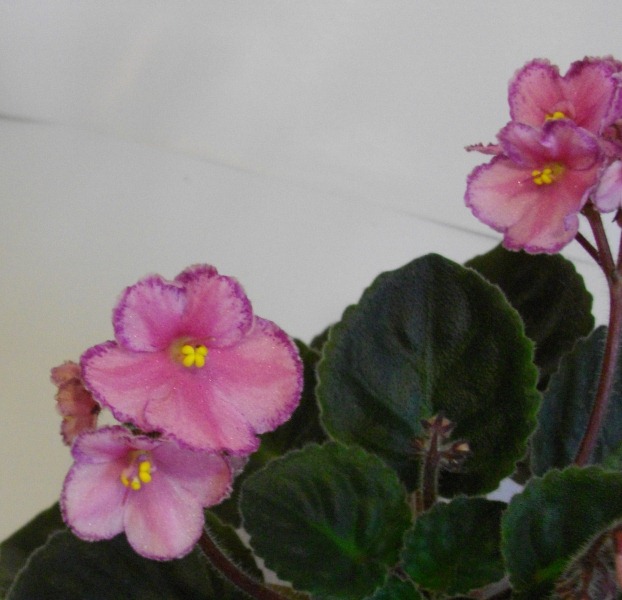 IMGP8379.jpg