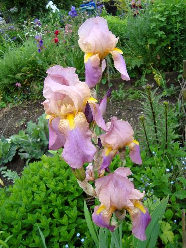 Iris 2008.jpg