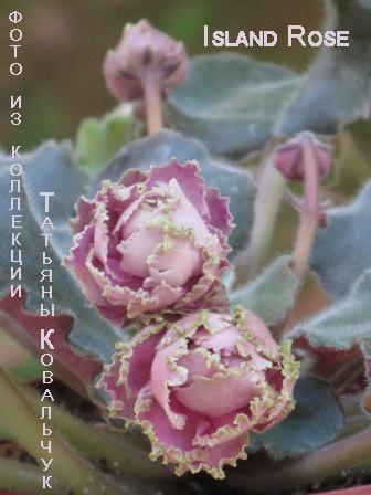 Island Rose.jpg