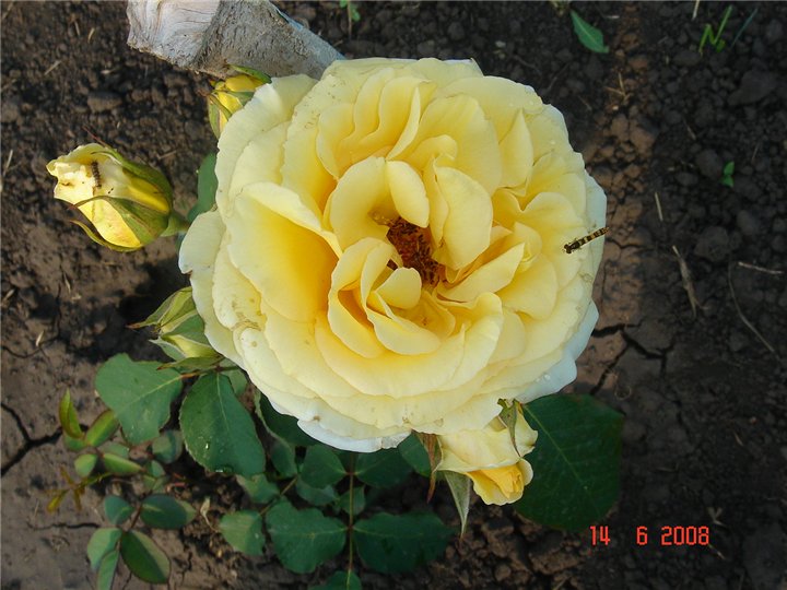 Island Yellow.jpg