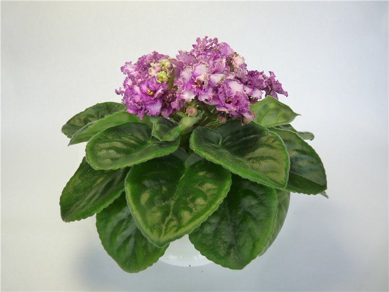 Jannet sp.1.jpg