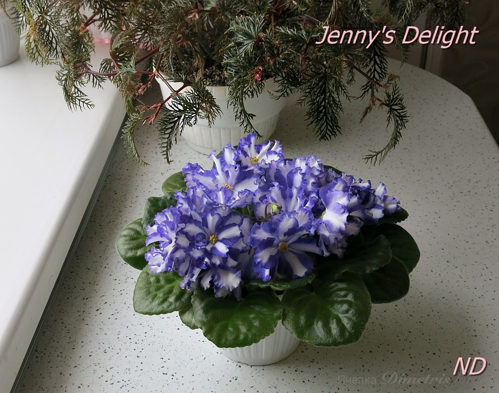 Jenny's Delight3.JPG