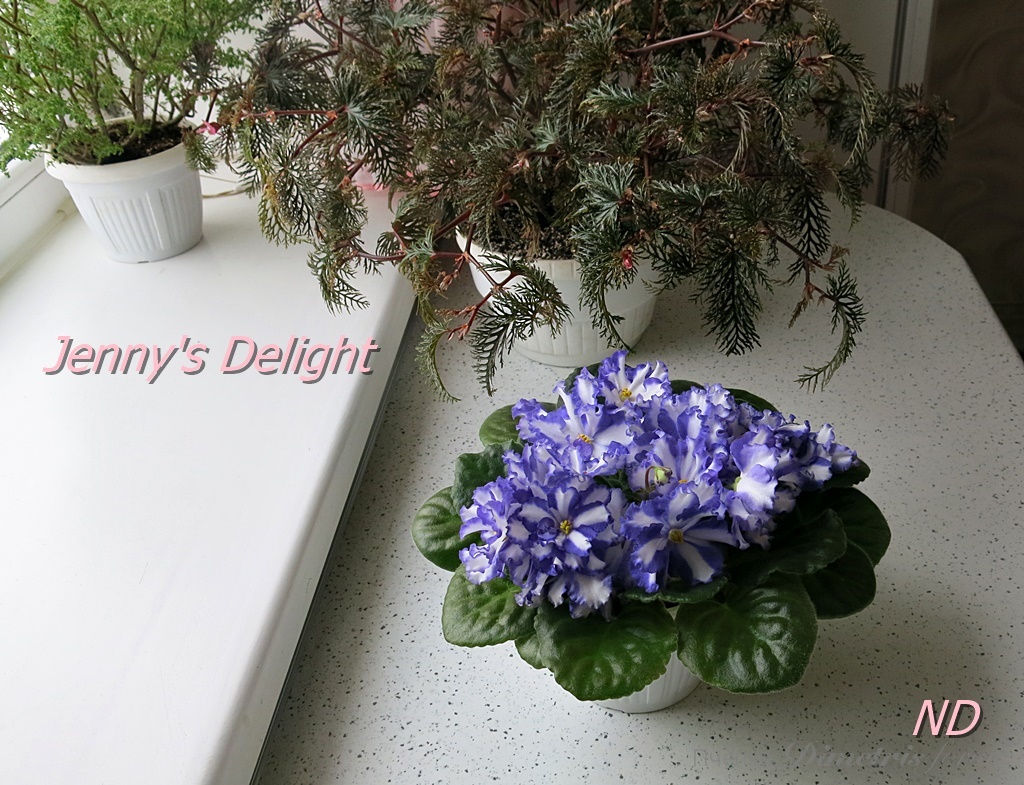 Jenny's Delight6.JPG