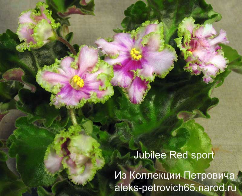 Jubilee-Red-sport.jpg
