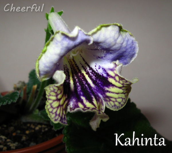 kahinta 02.06.15 2.jpg