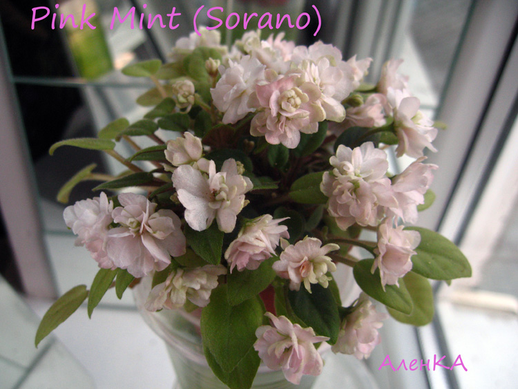 karpenko-pink mint-rozetk3a.jpg