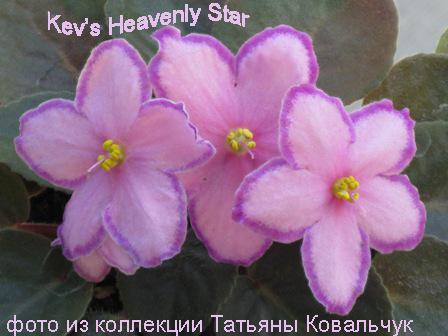 Kev’s Heavenly Star.jpg