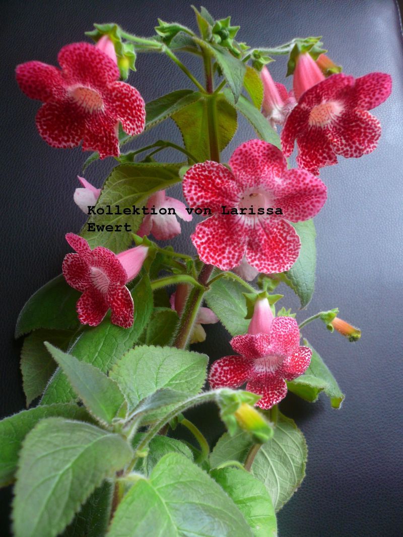 Kopie von P1060669.jpg