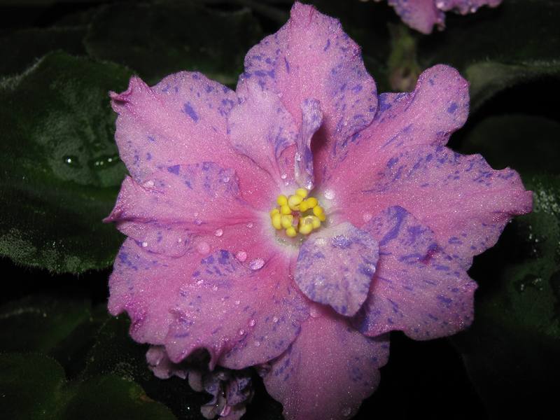 L - Rover IMG_2052.jpg