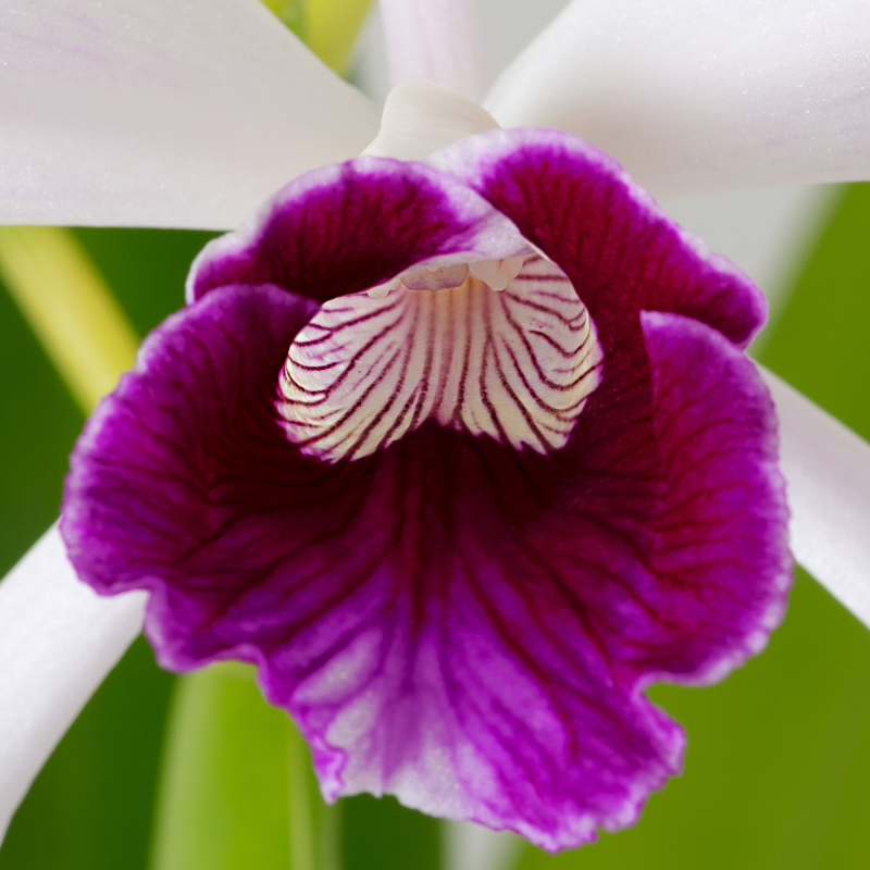 Laelia Purpurata-1.jpg