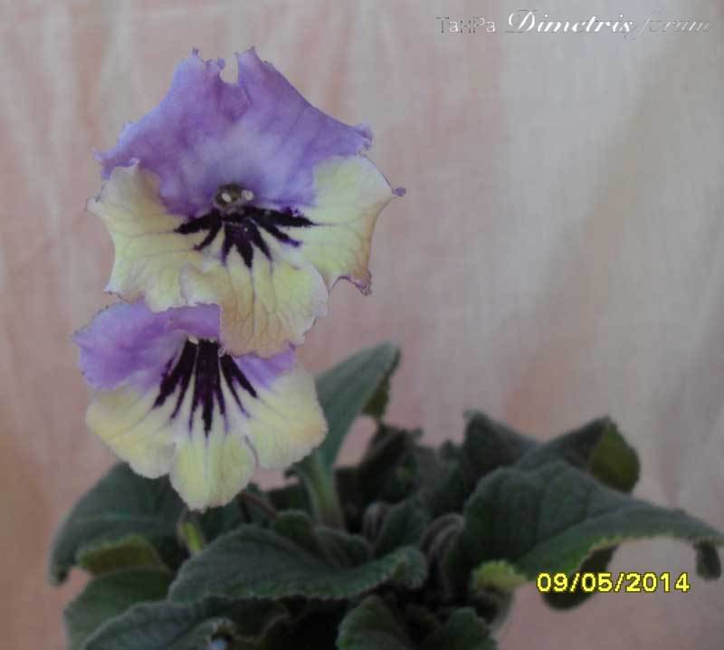 Lavanda.jpg