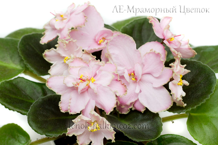 le-mramorniy-tcvetok-(4).jpg
