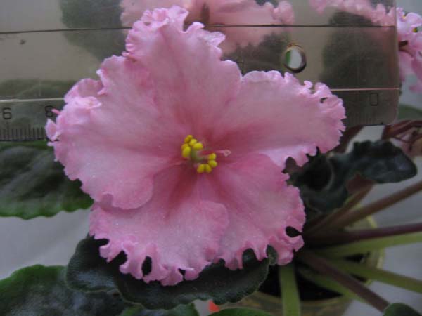 LE-Persik_Siyanie 2_4.jpg