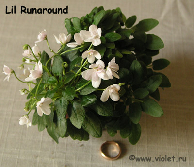 Lil Runaround 1.jpg