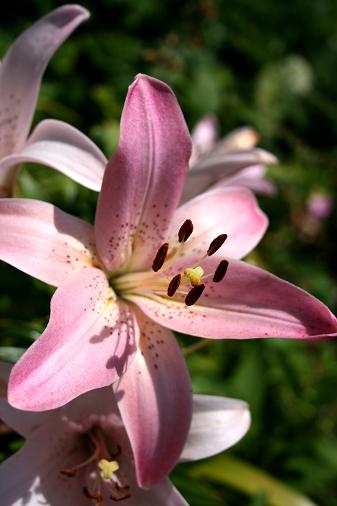 Lilium Asiatic Vivaldi.jpg