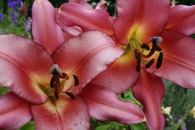 Lilium  OT Hybrid Satisfaction.JPG